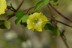 Merremia hederacea